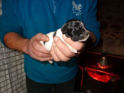 CHIOT