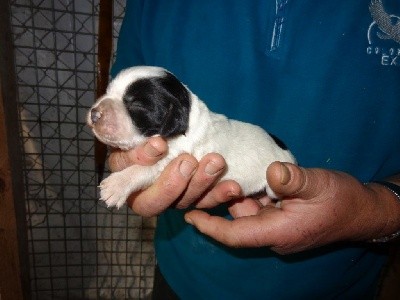 CHIOT