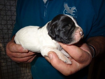 CHIOT